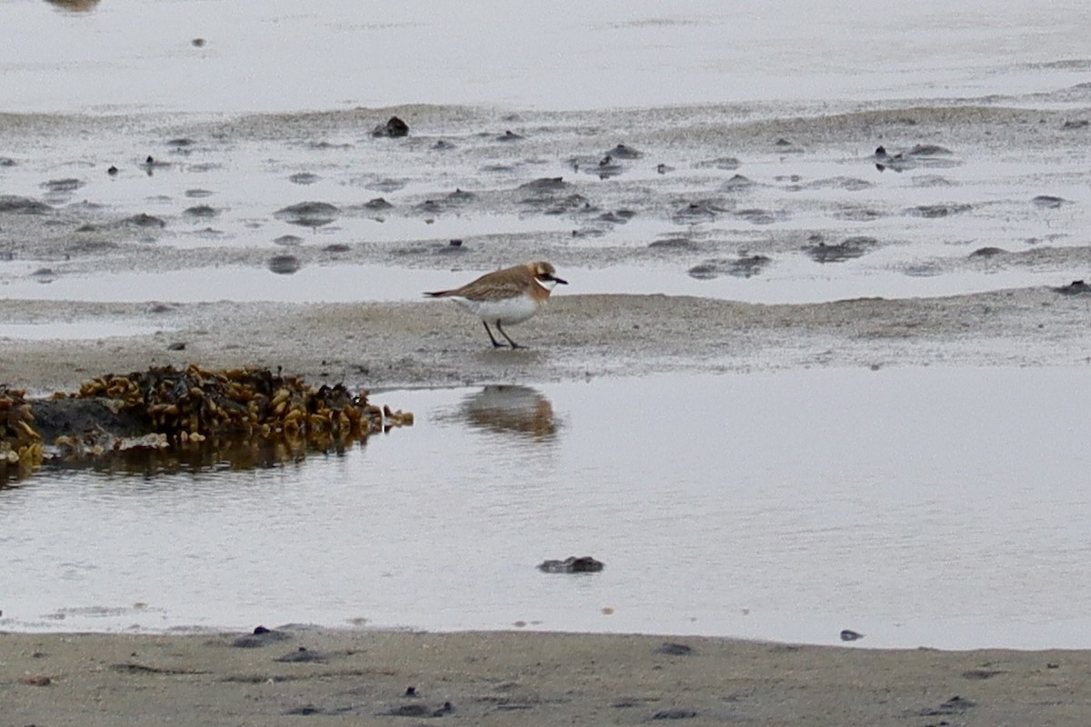 Siberian Sand-Plover - Amanda Damin