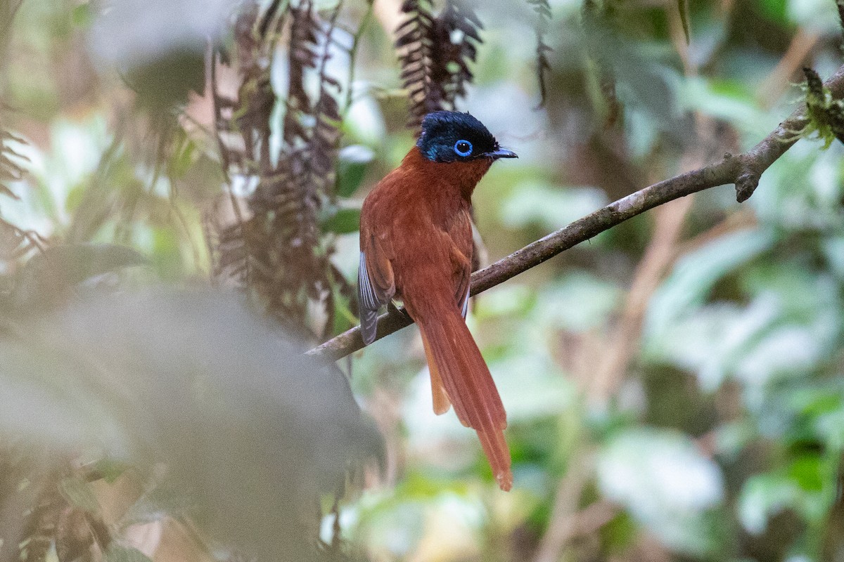 Malagasy Paradise-Flycatcher - Corné Pieterse