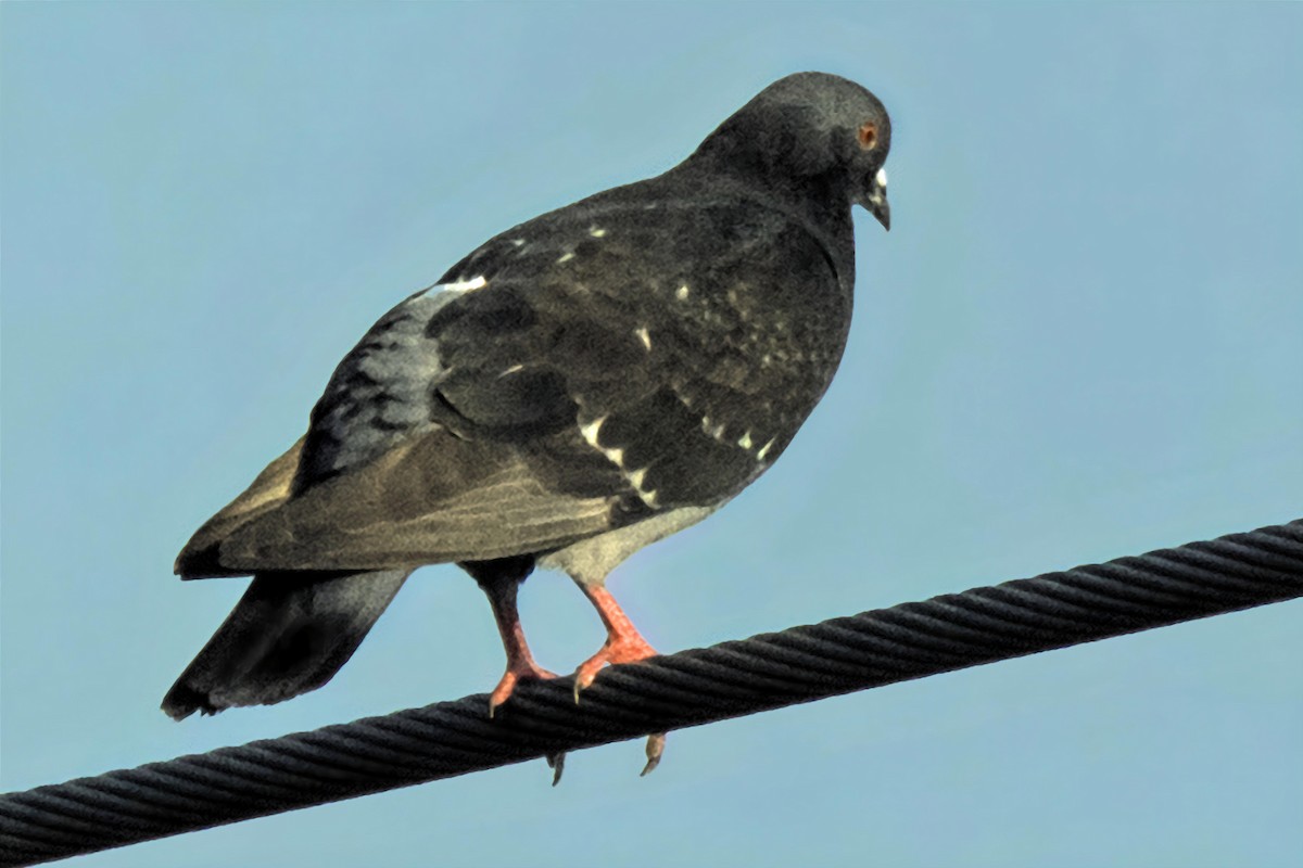 Rock Pigeon (Feral Pigeon) - ML620111370