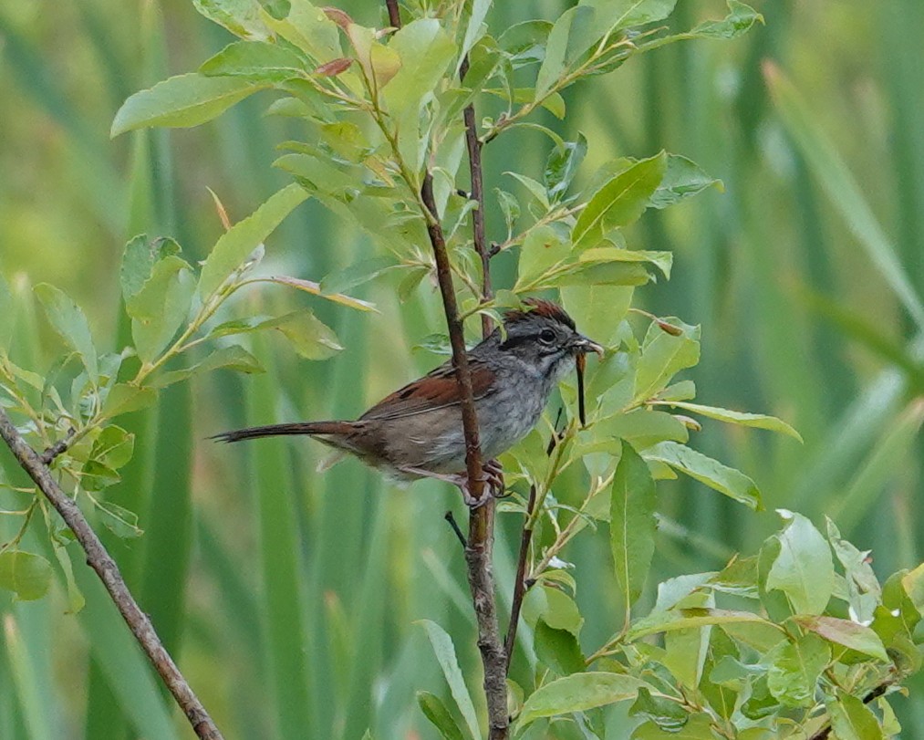 Swamp Sparrow - ML620111373