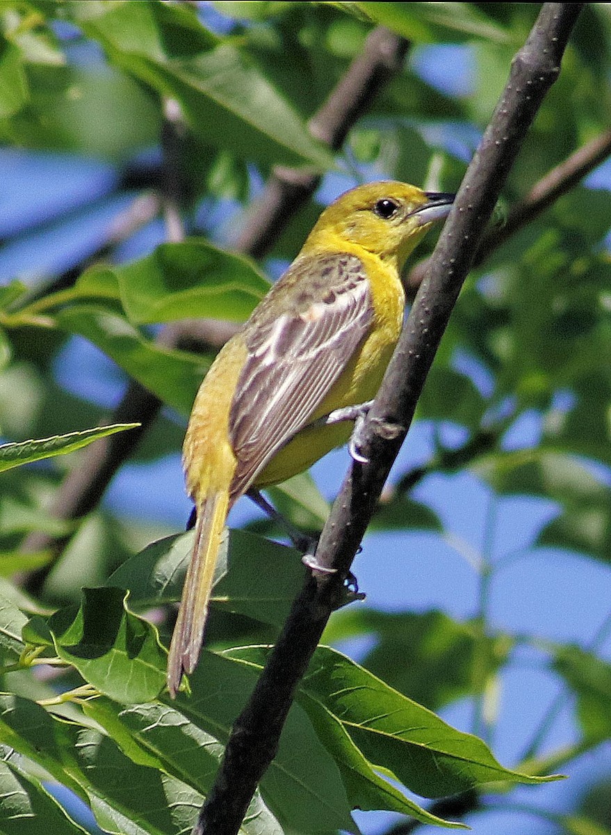 Orchard Oriole - ML620111379