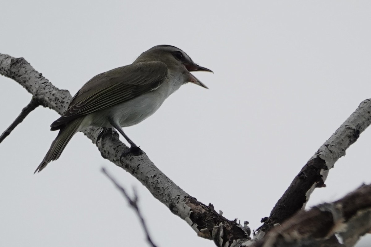 Kızıl Gözlü Vireo - ML620111385