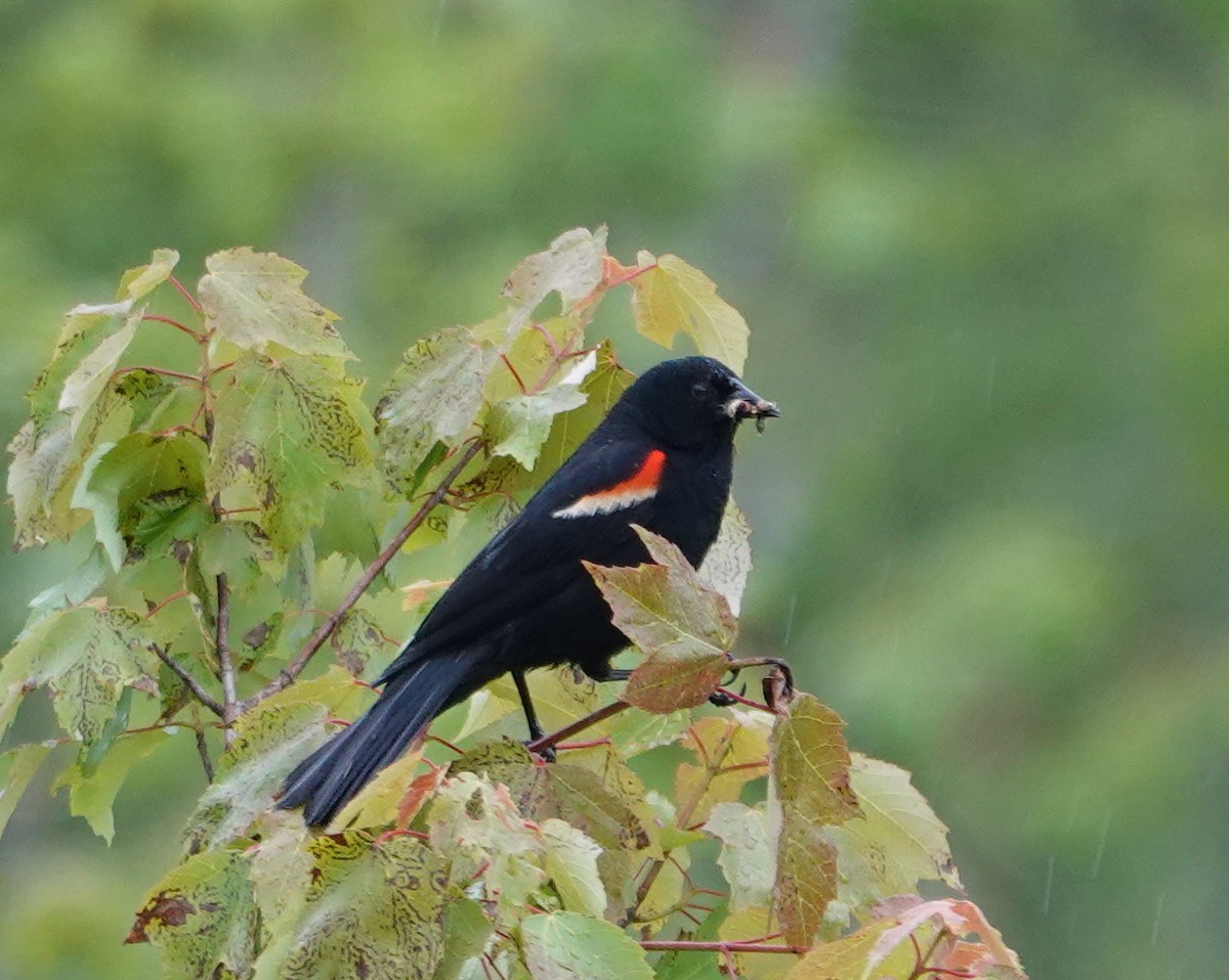 Red-winged Blackbird - ML620111388