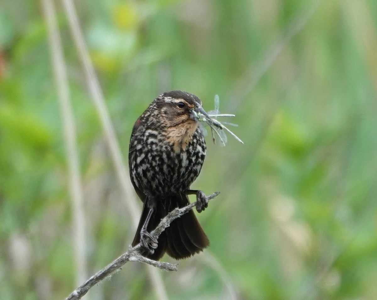 Red-winged Blackbird - Michael DeWispelaere