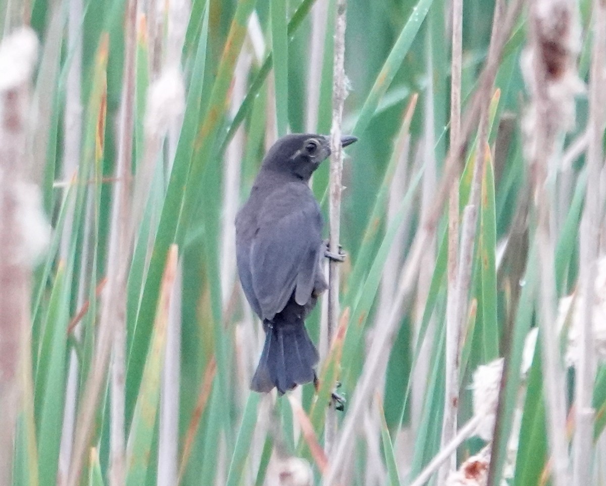 Common Grackle - ML620111399