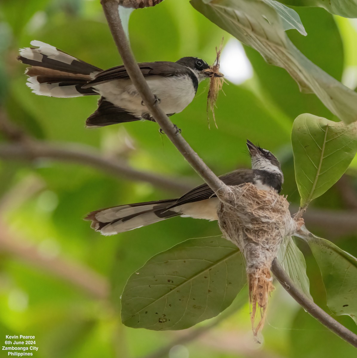 Philippine Pied-Fantail - ML620111403