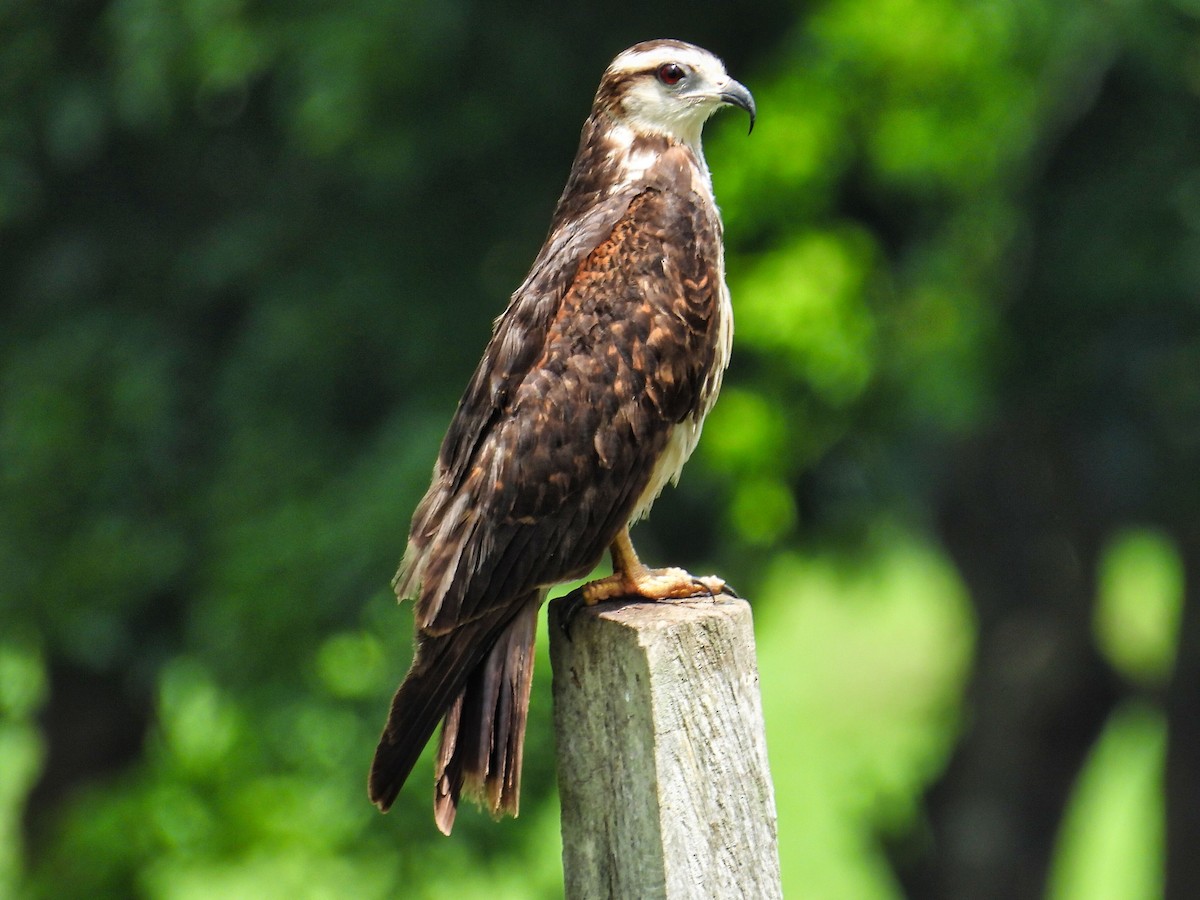 Snail Kite - ML620111421