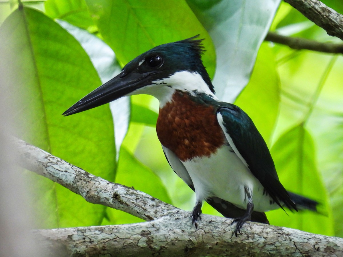 Amazon Kingfisher - ML620111424
