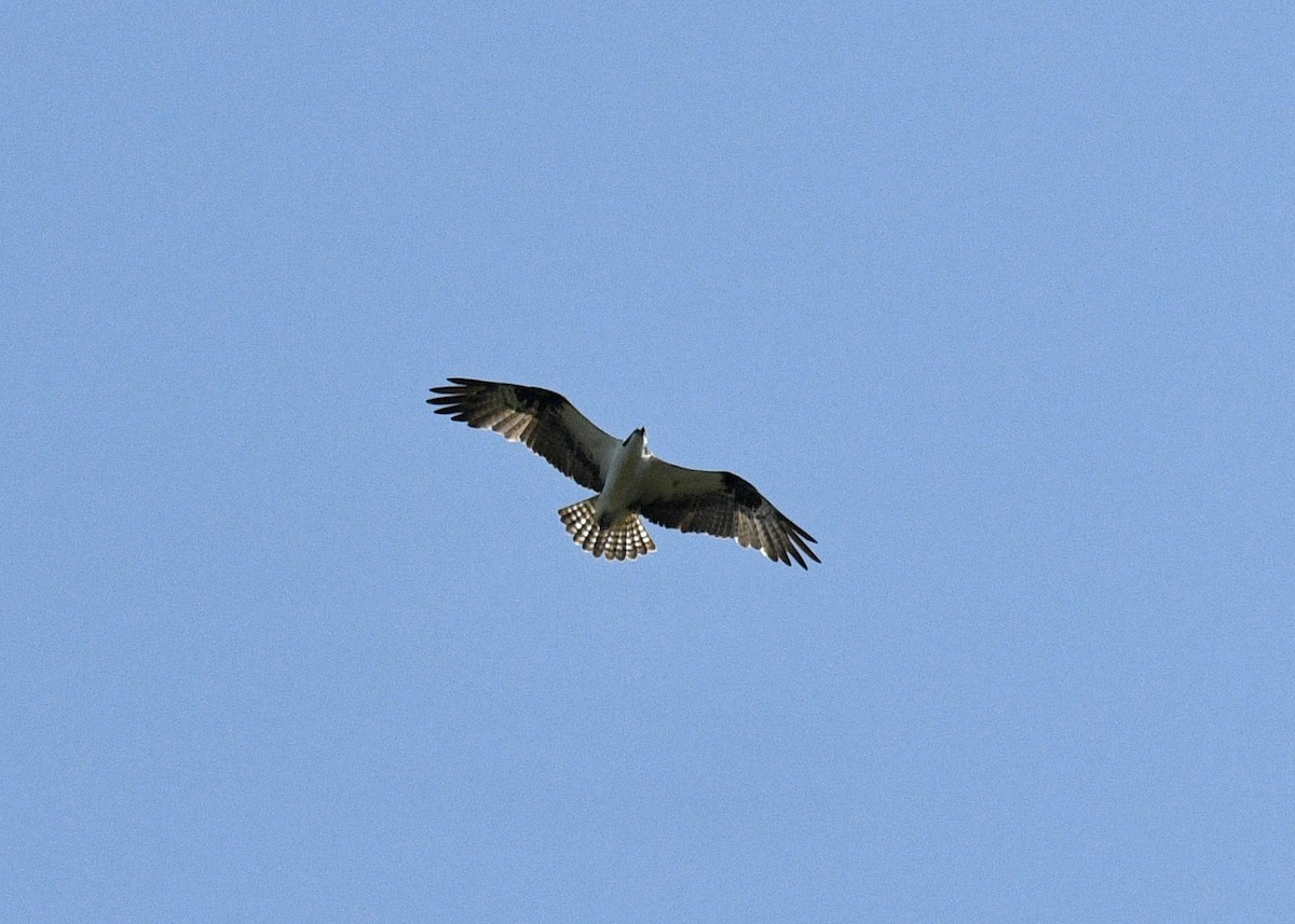 Águila Pescadora - ML620111438