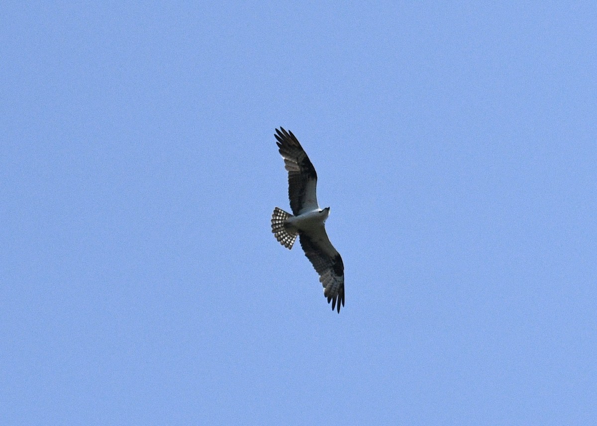 Águila Pescadora - ML620111439