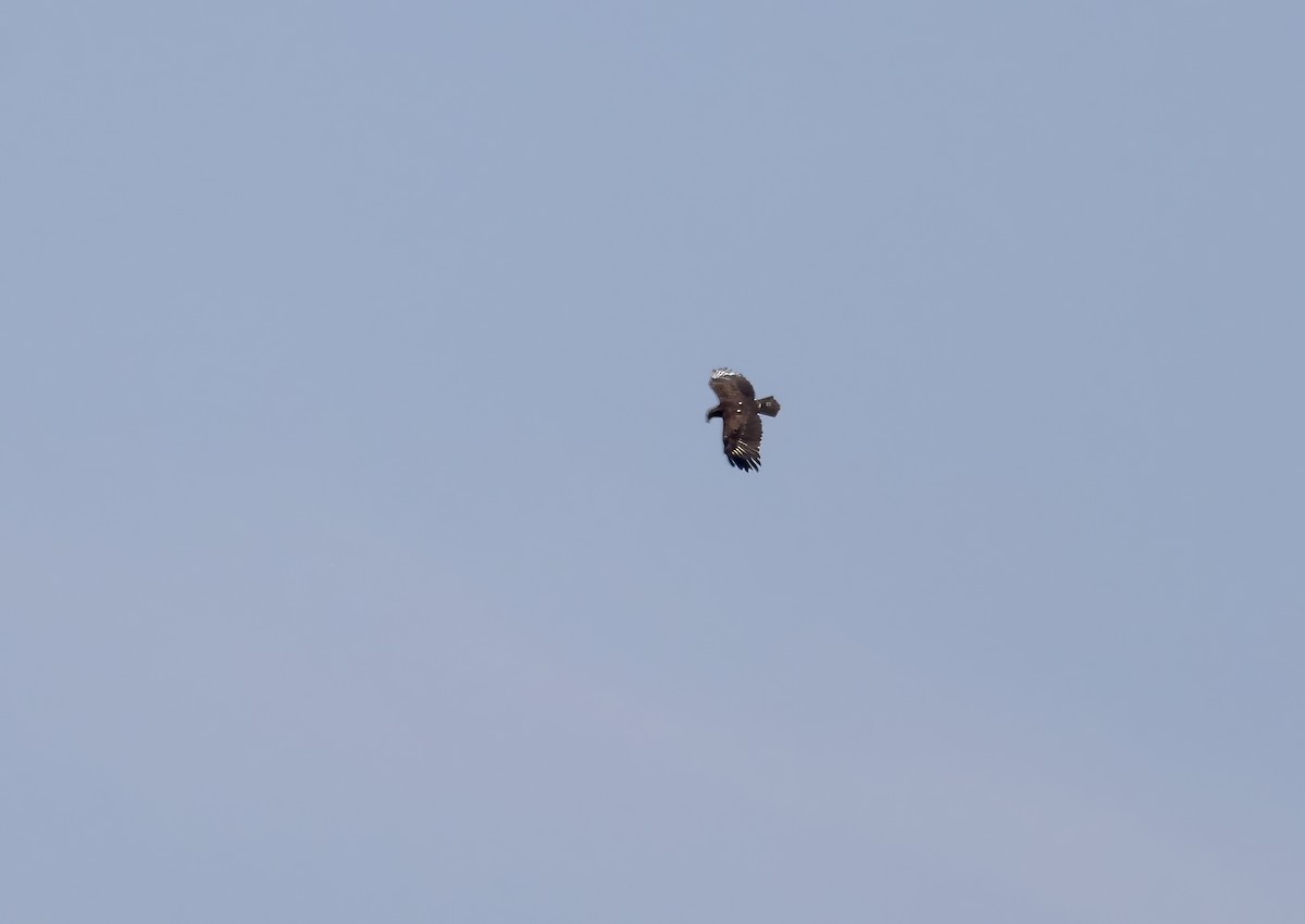 Greater Spotted Eagle - ML620111443
