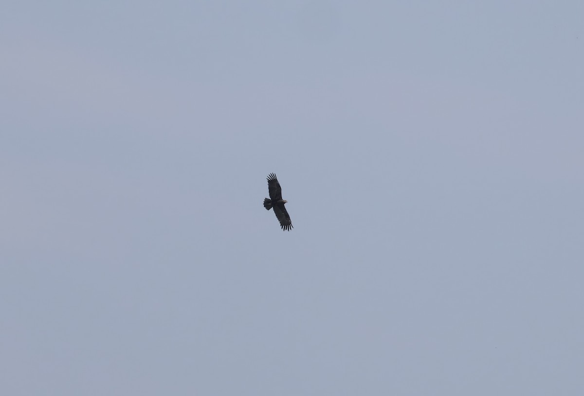 Greater Spotted Eagle - ML620111447