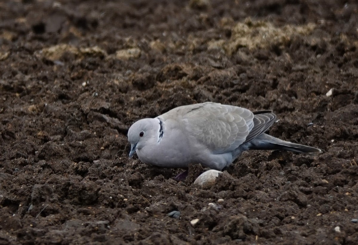 Eurasian Collared-Dove - ML620111467