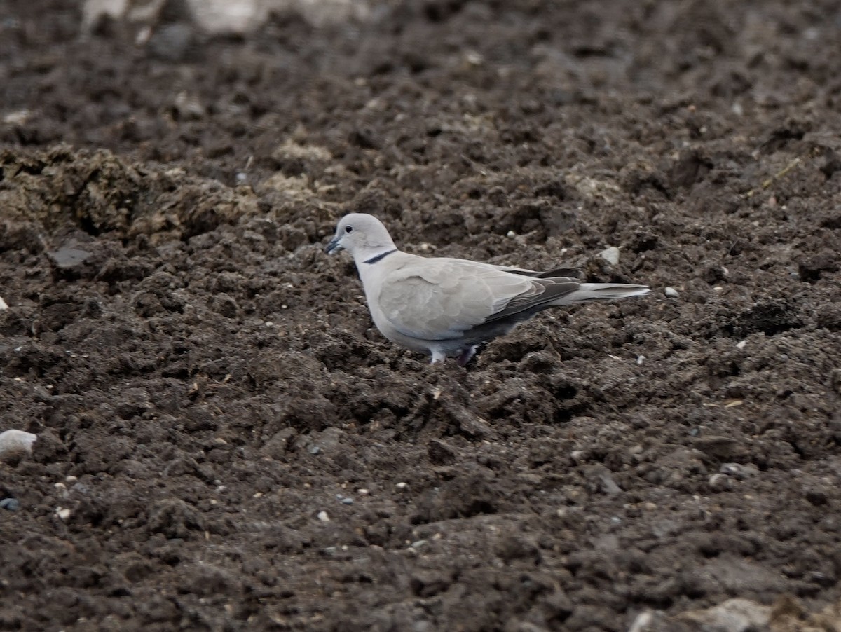 Eurasian Collared-Dove - ML620111469