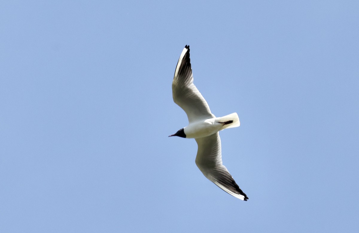 Black-headed Gull - ML620111470