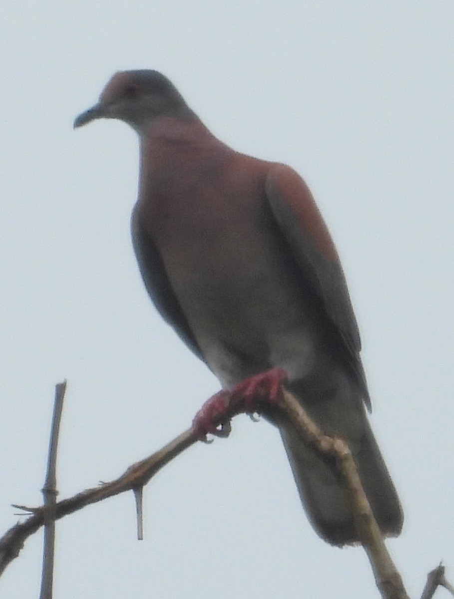 Pale-vented Pigeon - Eric R