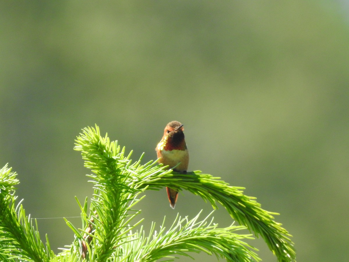 Rufous Hummingbird - ML620111489