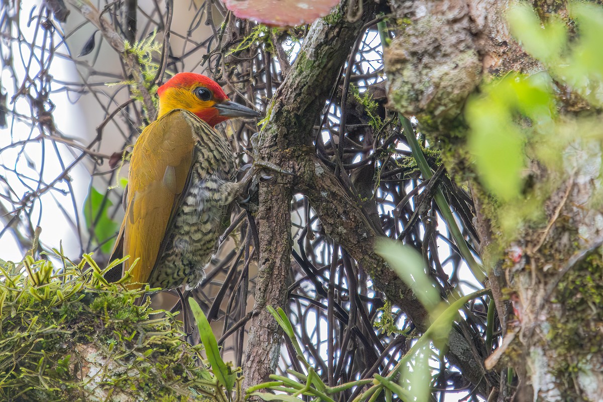 Yellow-throated Woodpecker - ML620111491