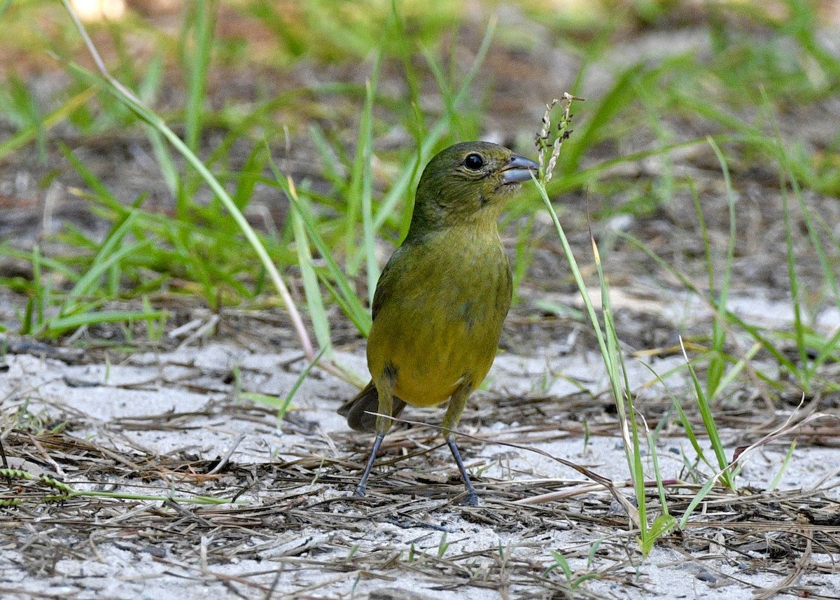 Painted Bunting - ML620111509