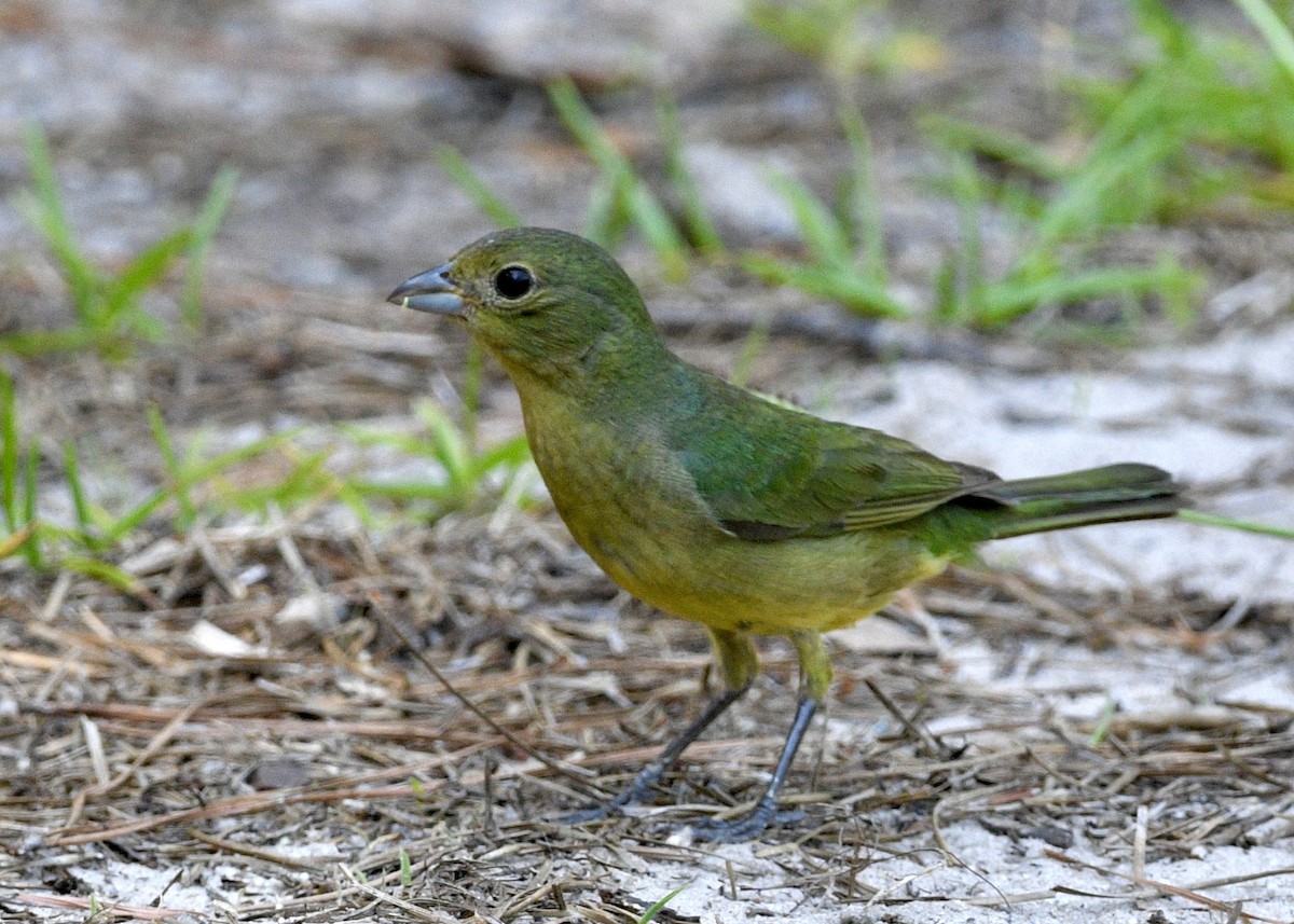 Painted Bunting - ML620111510
