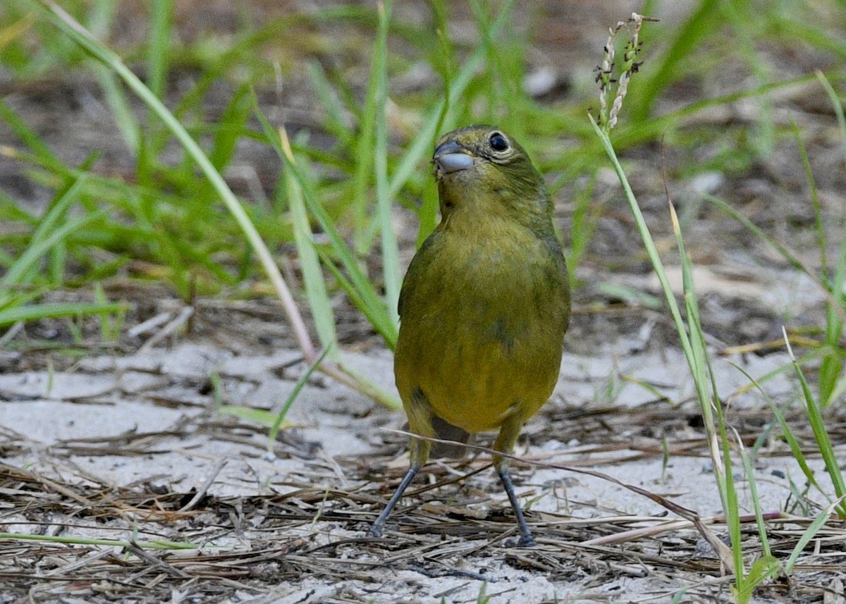 Painted Bunting - ML620111511