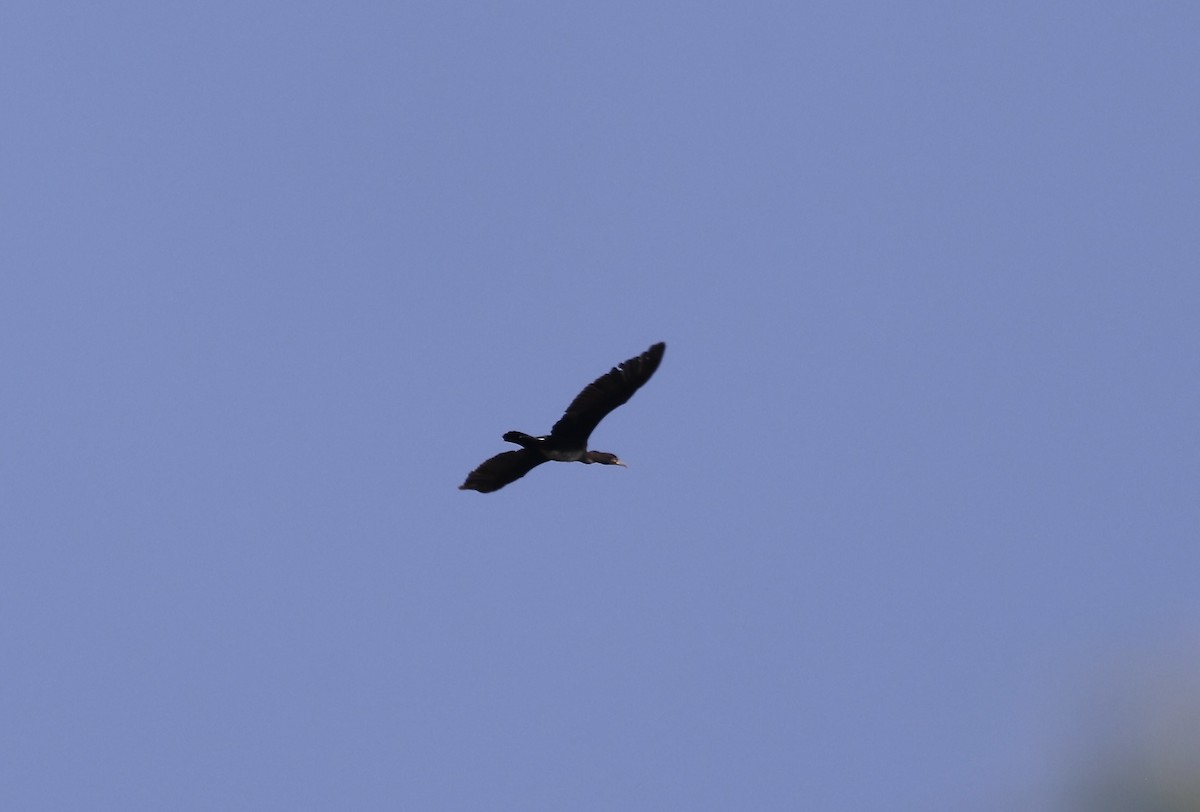 Great Cormorant - ML620111513