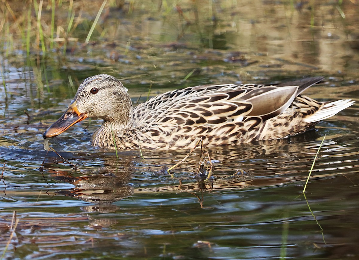 Gadwall - ML620111514