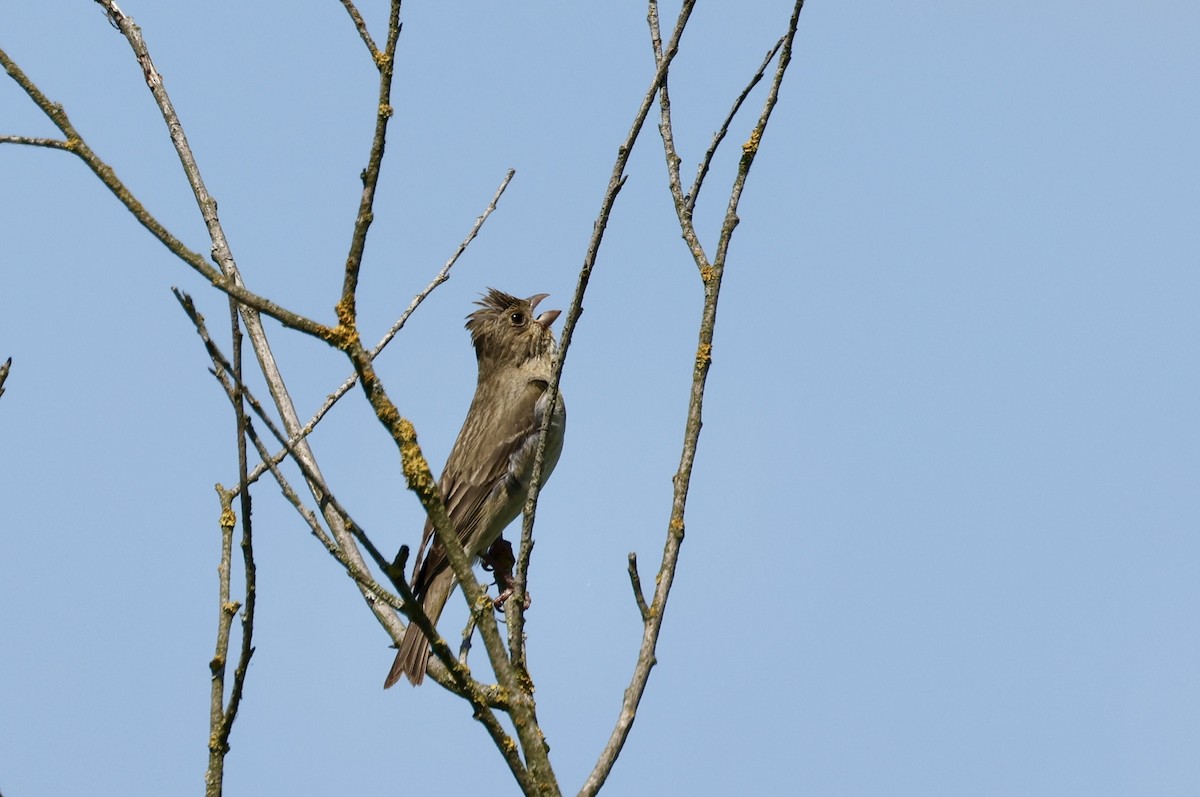 Common Rosefinch - ML620111515