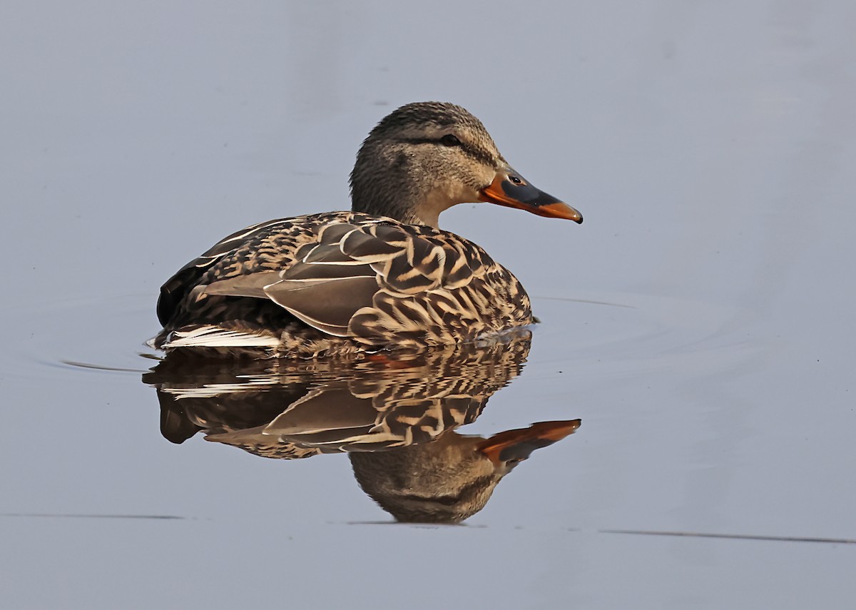 Canard colvert - ML620111520