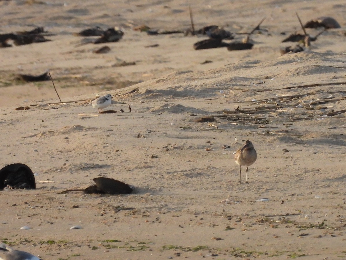 Piping Plover - ML620111526