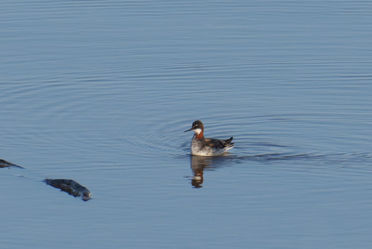 svømmesnipe - ML620111532