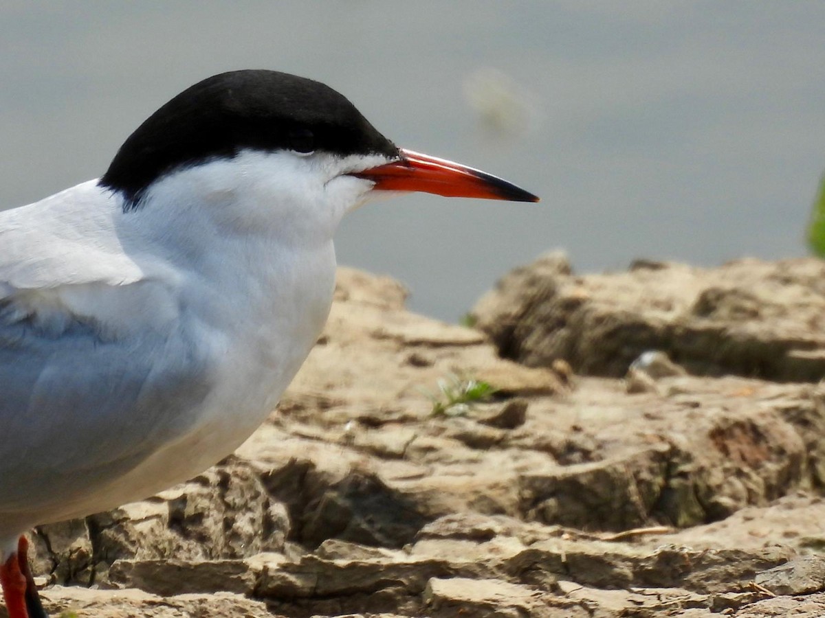 Common Tern - ML620111547