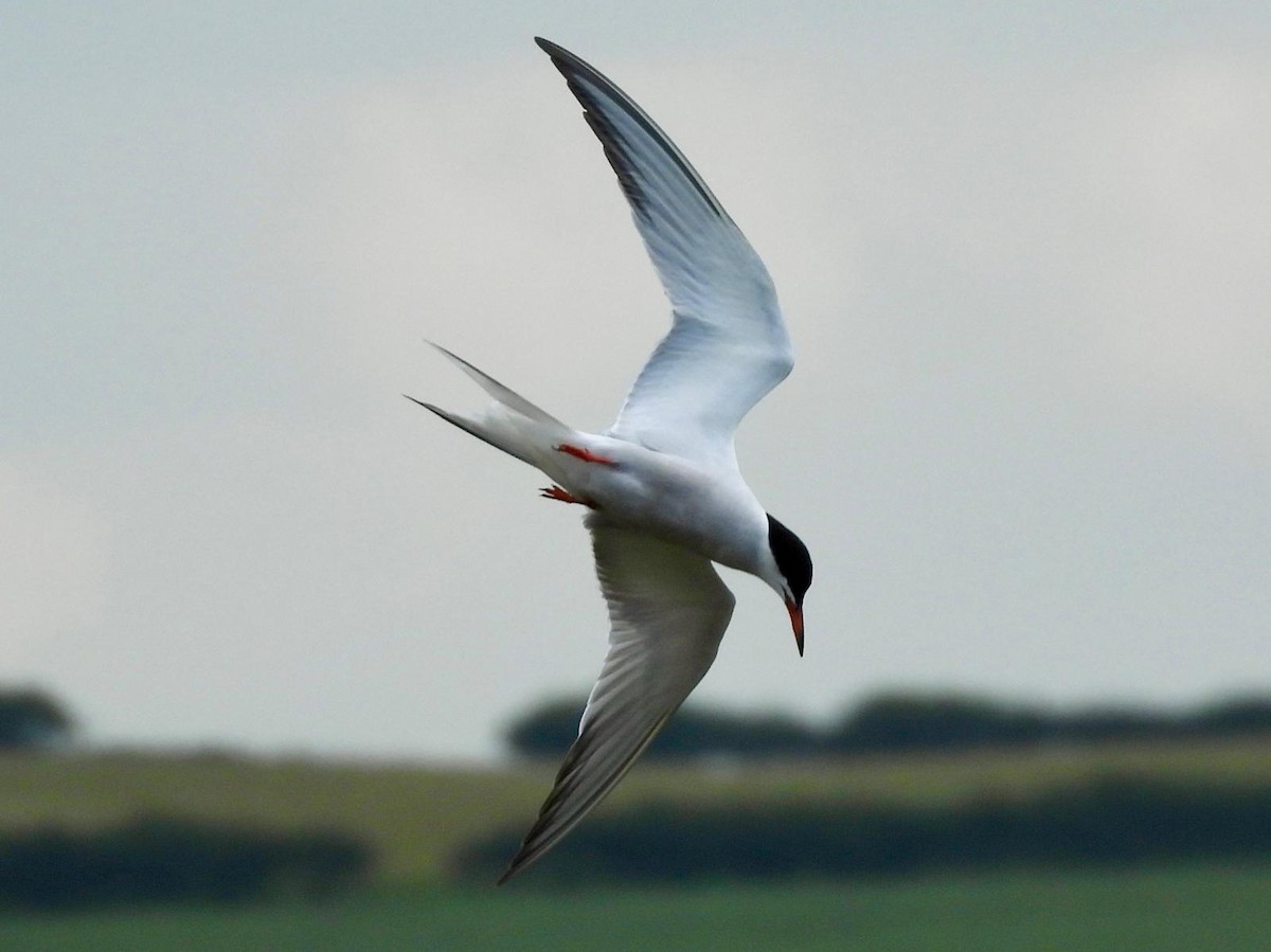Common Tern - ML620111548