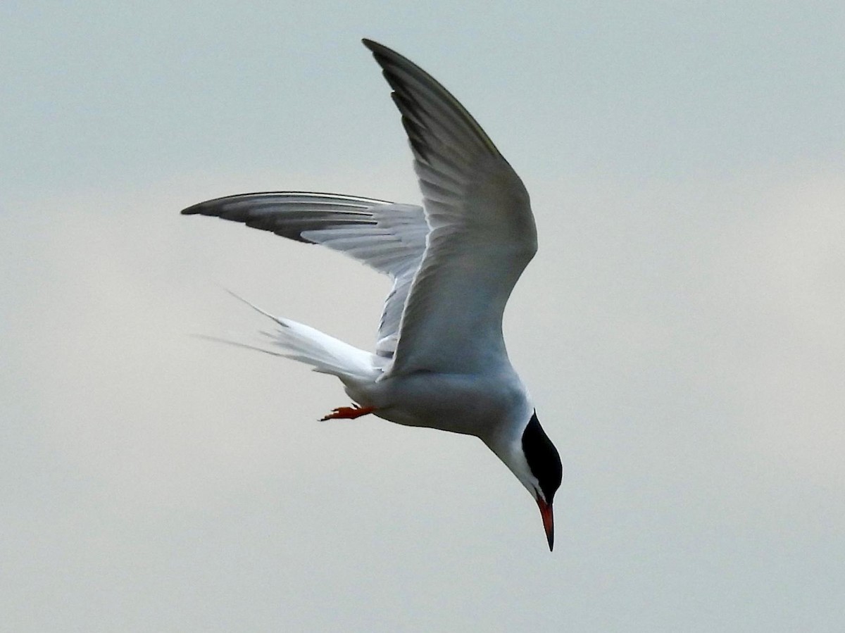 Common Tern - ML620111549