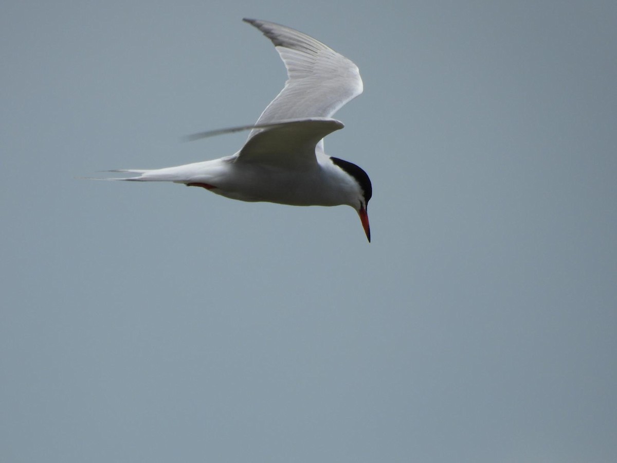 Common Tern - ML620111550