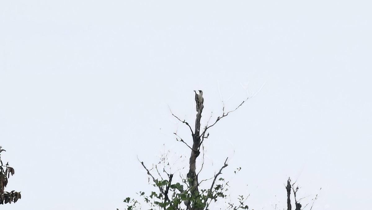Gray-headed Woodpecker - ML620111551