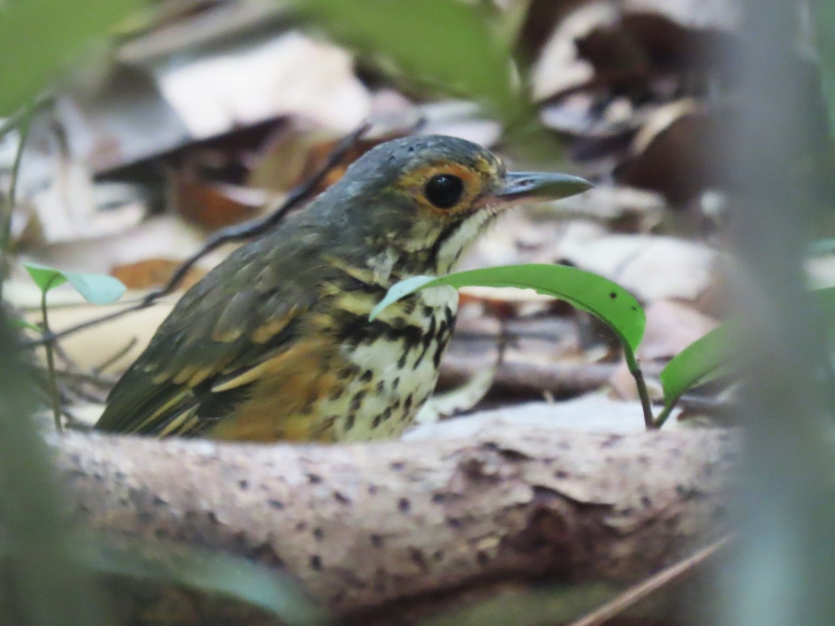 Spotted Antpitta - ML620111552