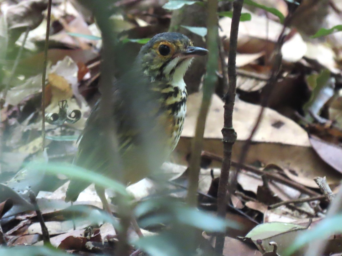 Spotted Antpitta - ML620111553