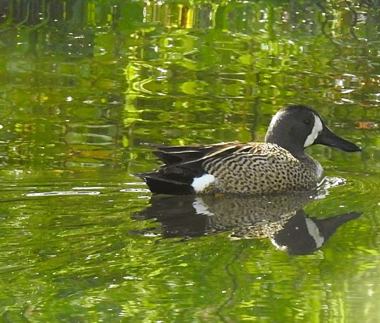 Blue-winged Teal - ML620111574