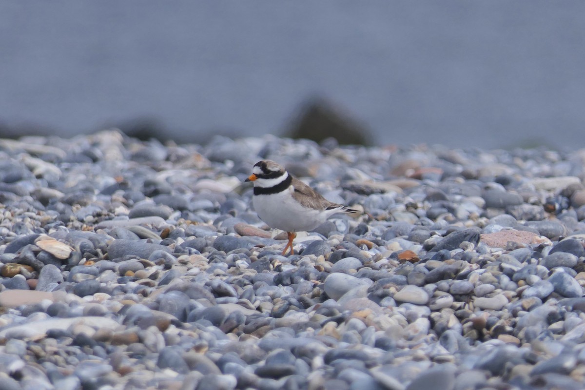 Common Ringed Plover - ML620111578