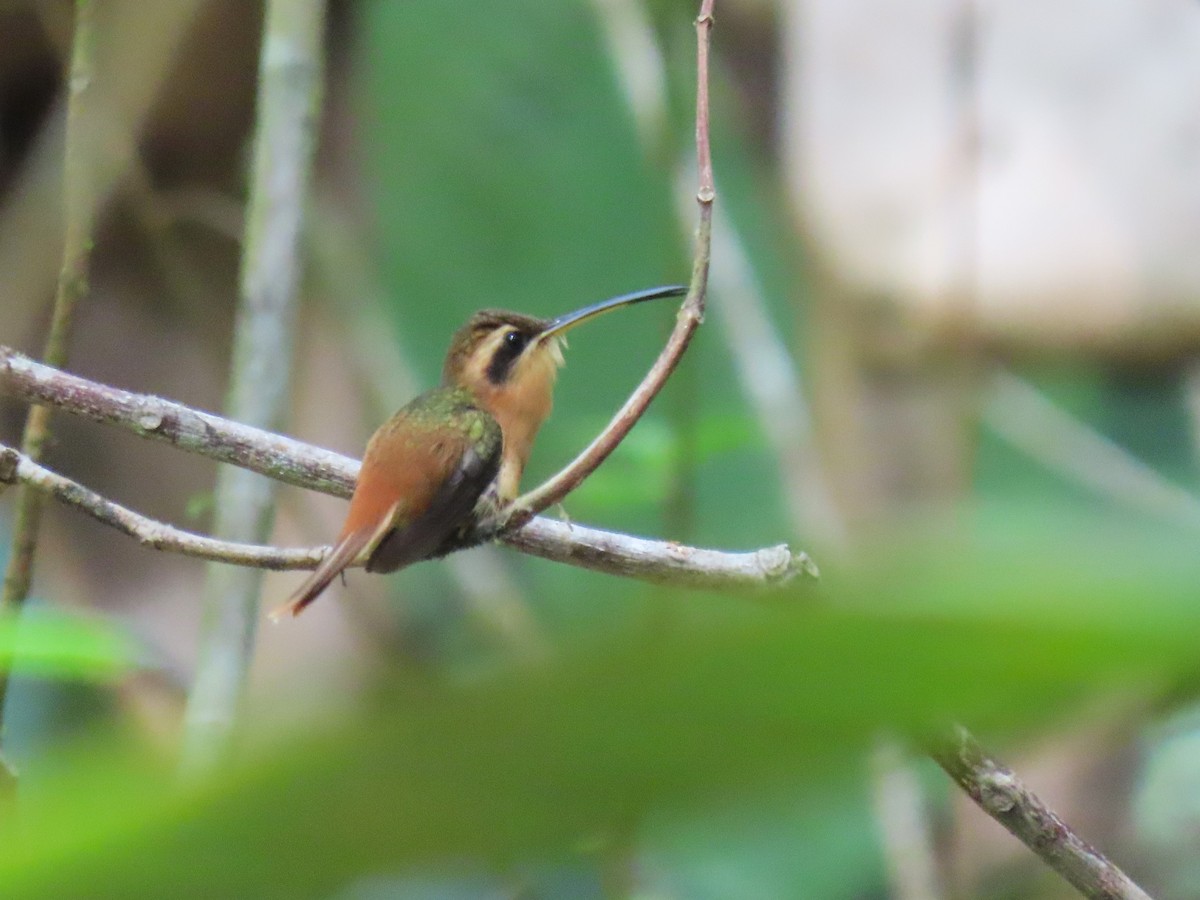 kolibřík malý - ML620111581