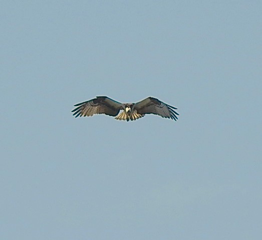 Águila Pescadora - ML620111592