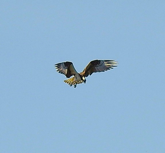 Balbuzard pêcheur - ML620111594