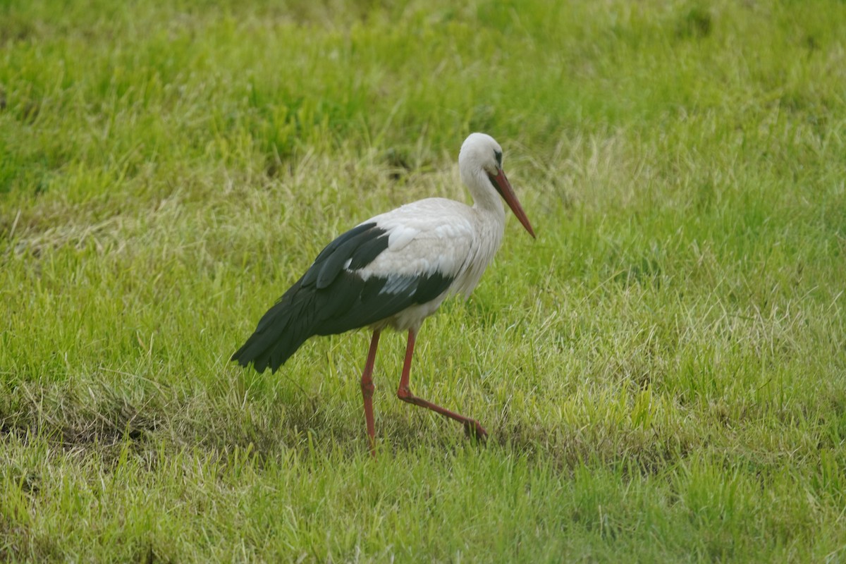 White Stork - ML620111597