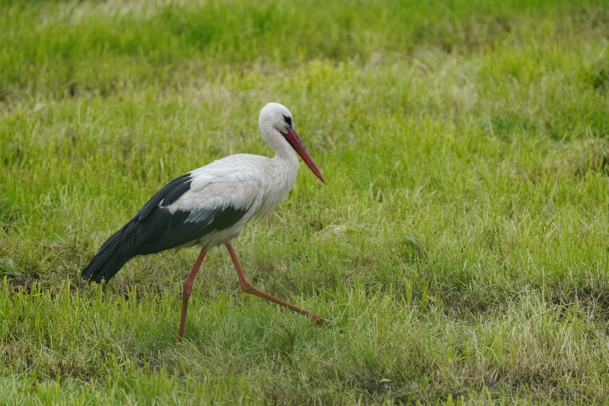 White Stork - ML620111598