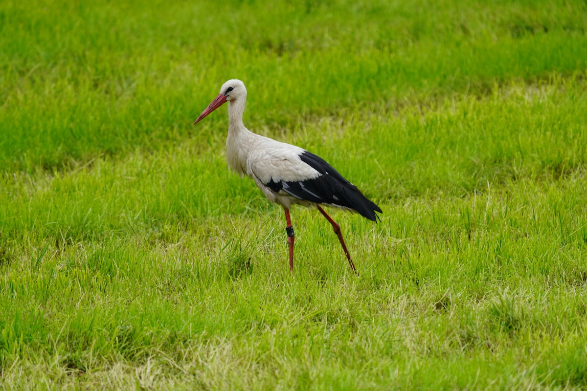 White Stork - ML620111599