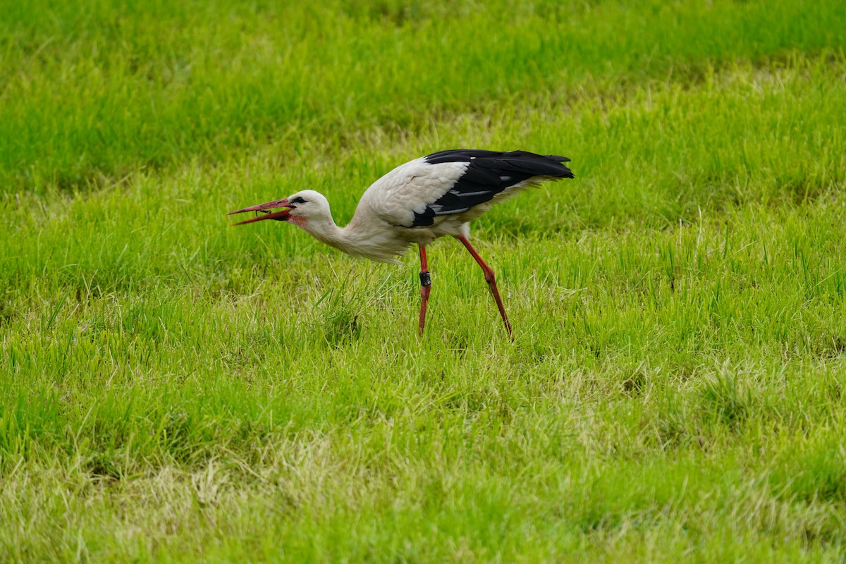 White Stork - ML620111600