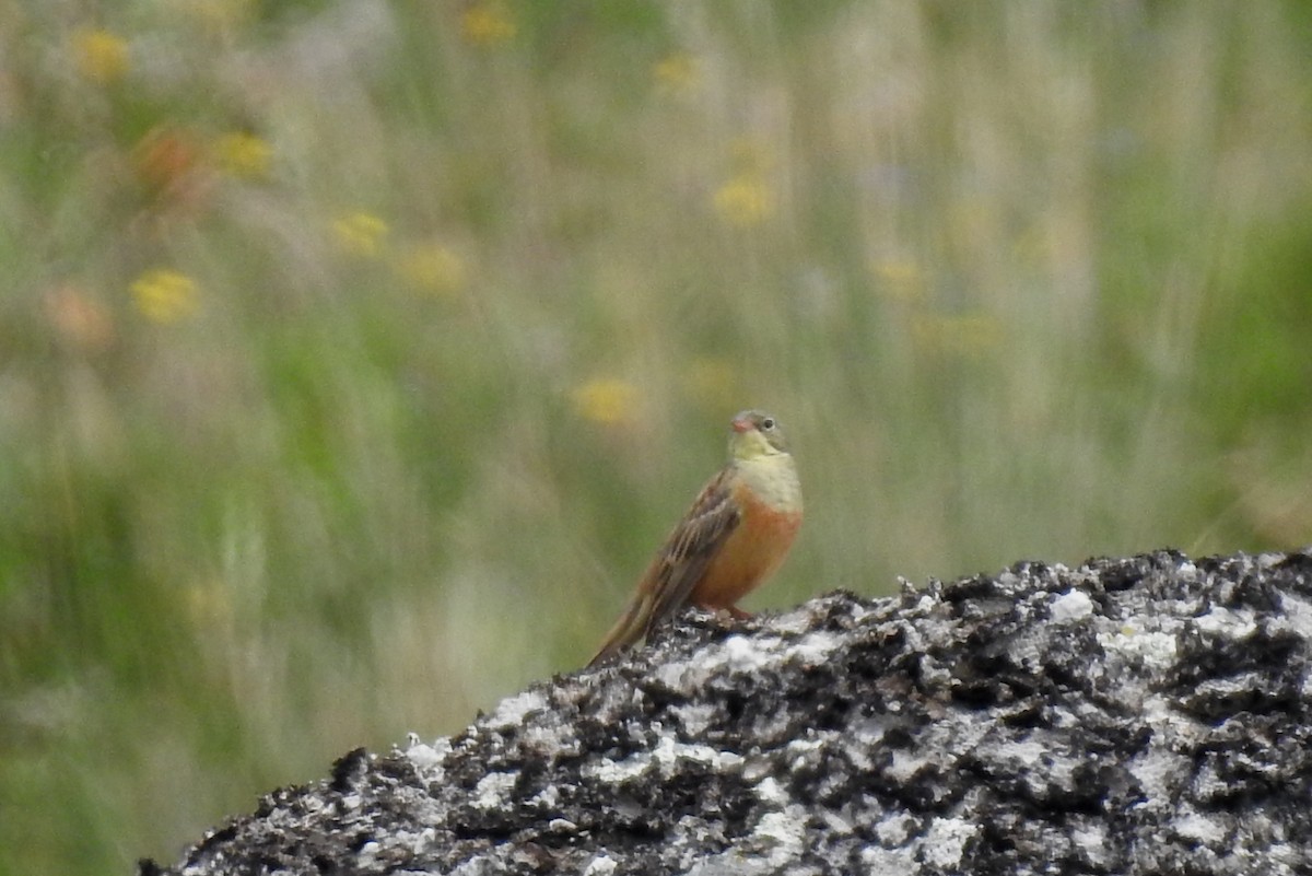 Ortolan Bunting - ML620111607