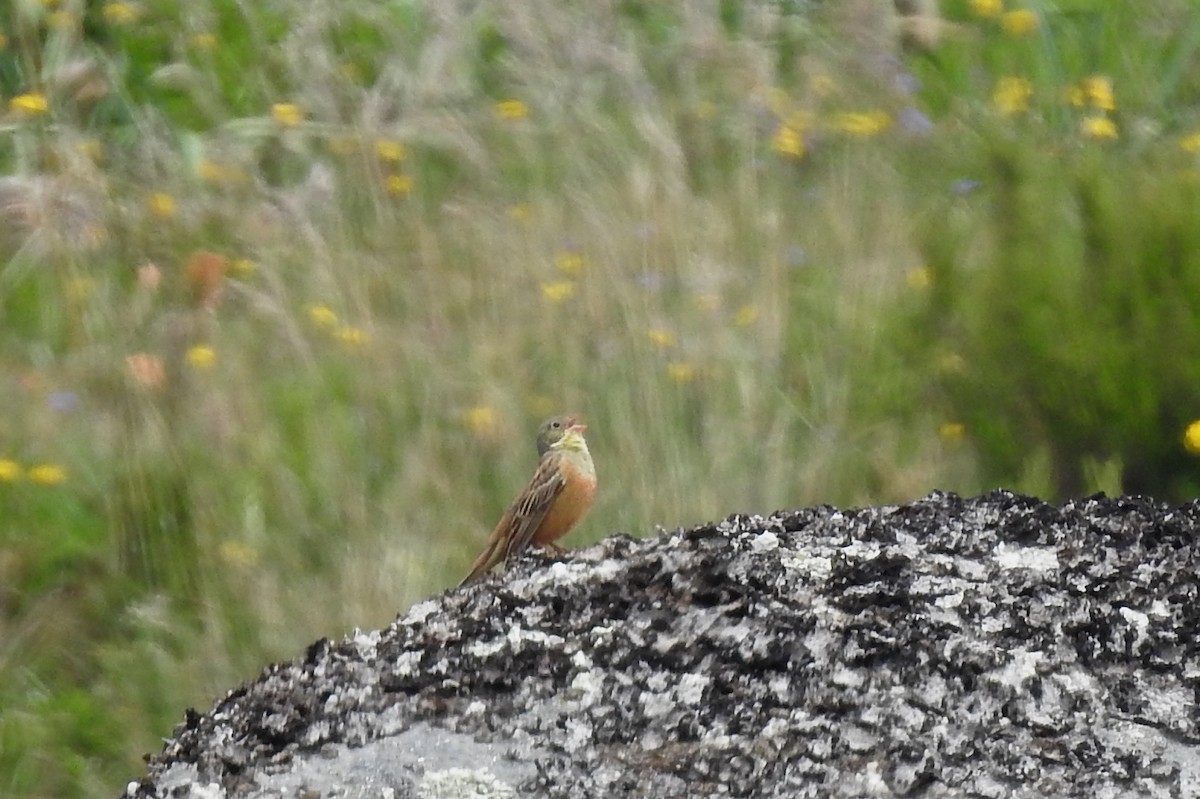 Ortolan Bunting - ML620111608