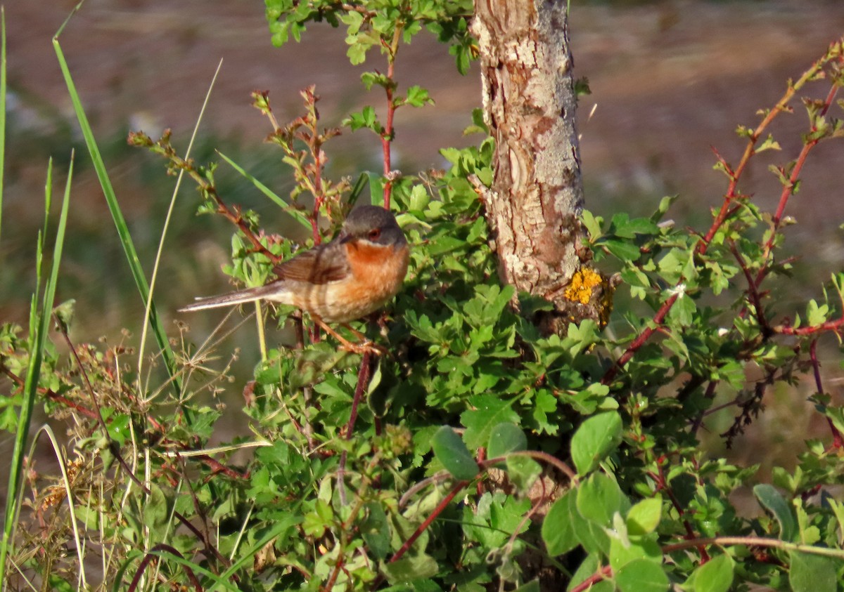 Western Subalpine Warbler - ML620111611